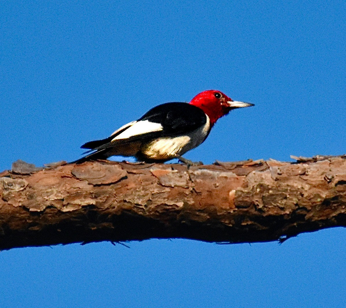Red-headed Woodpecker - ML620421557