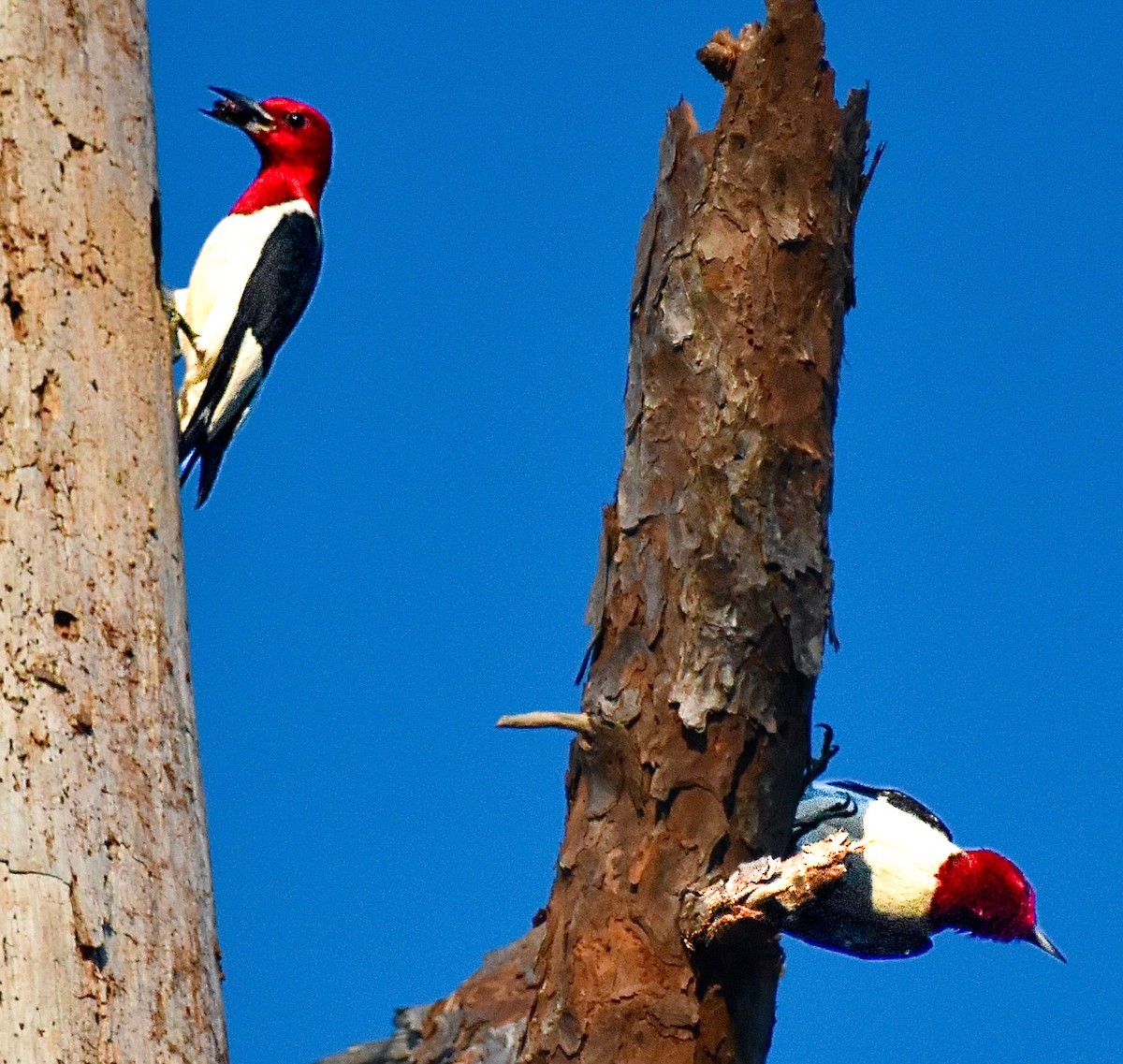 Red-headed Woodpecker - ML620421558