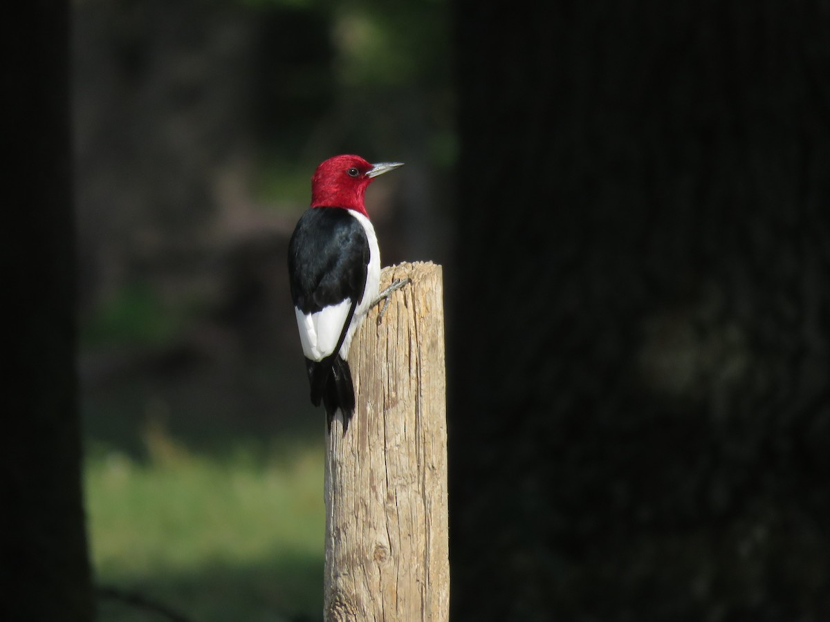 Red-headed Woodpecker - ML620421563