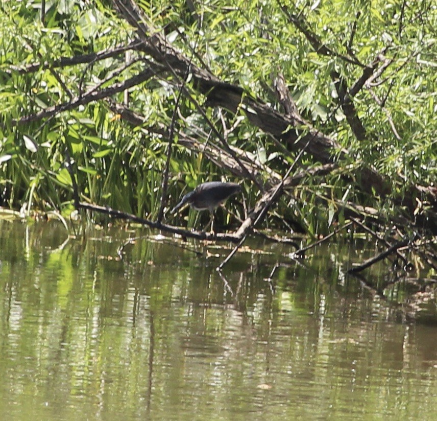 Green Heron - ML620421569