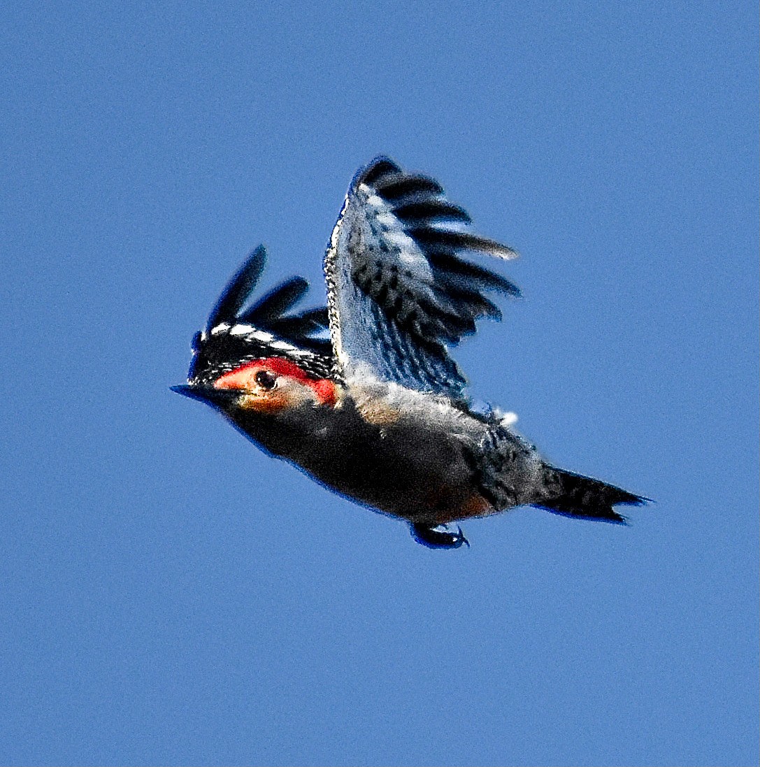 Red-bellied Woodpecker - ML620421570