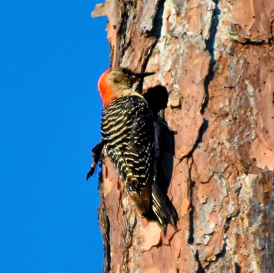 Red-bellied Woodpecker - ML620421571
