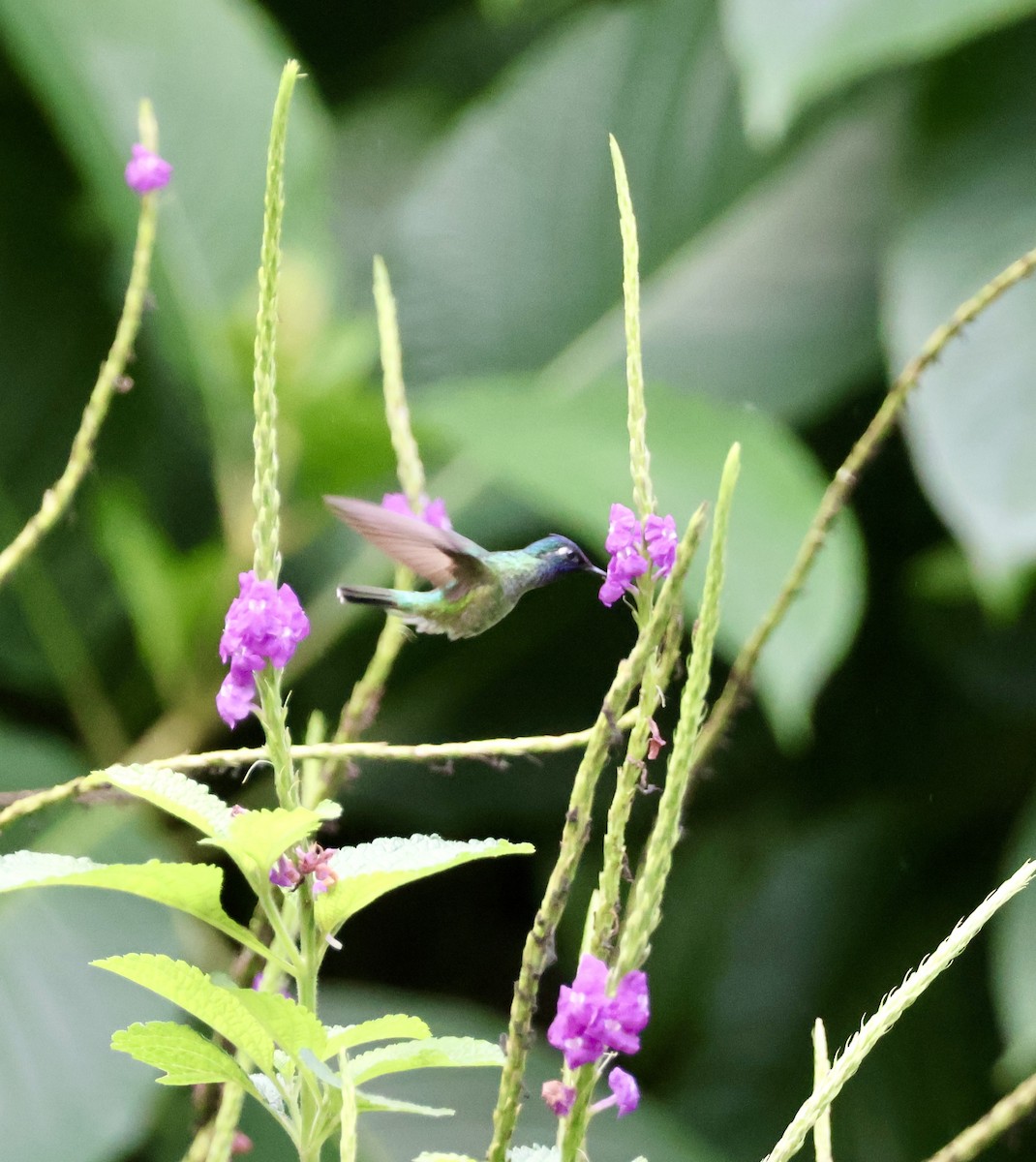 Violet-headed Hummingbird - ML620421573