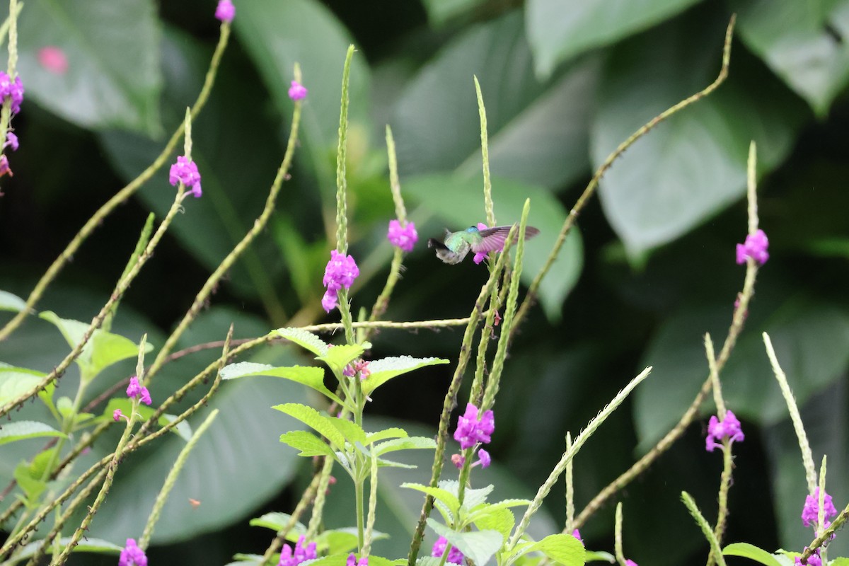 kolibřík fialovohlavý - ML620421574