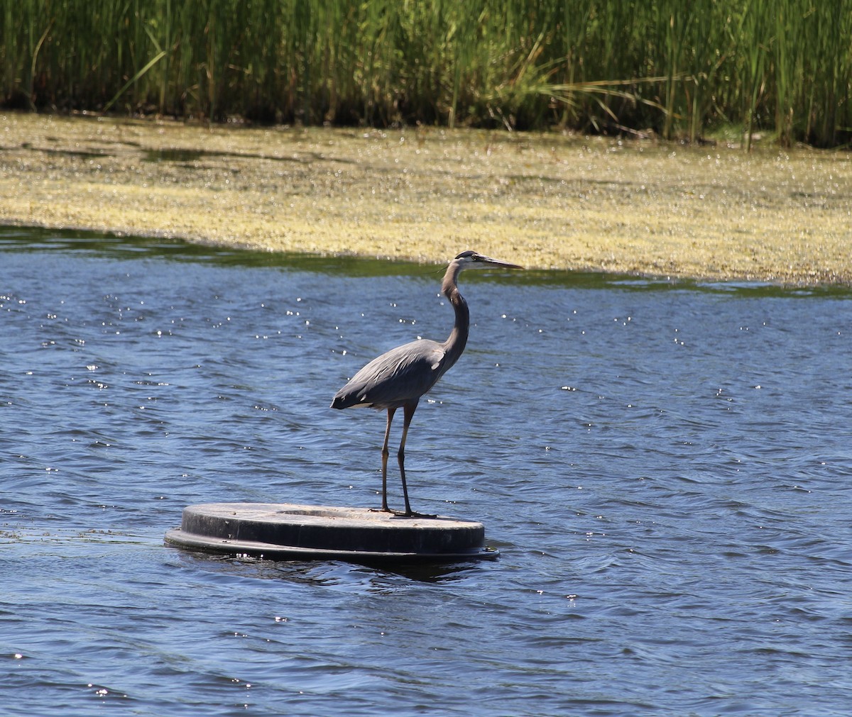 Great Blue Heron - ML620421584