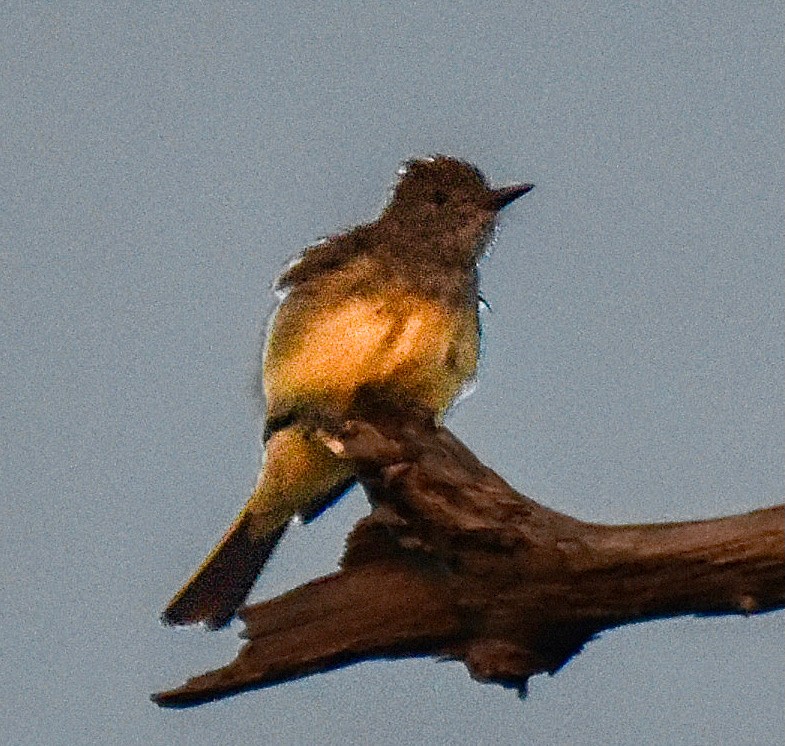 Great Crested Flycatcher - ML620421586