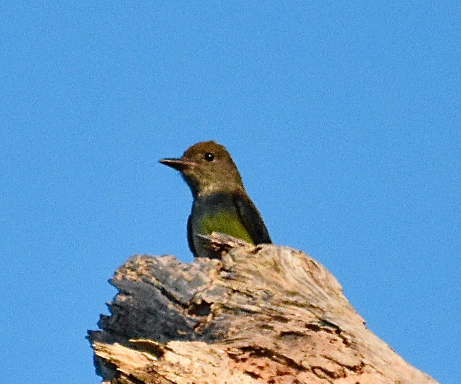 Great Crested Flycatcher - ML620421587