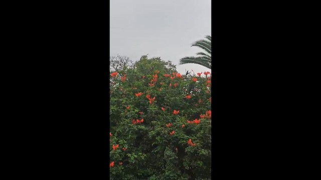kolibřík tropický - ML620421589