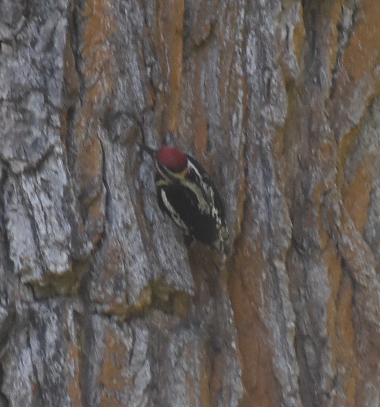 Red-naped Sapsucker - ML620421594