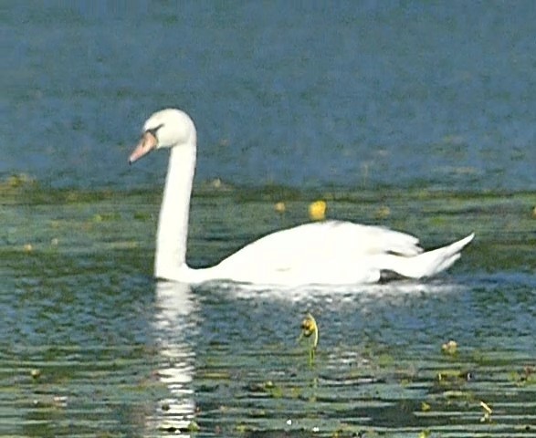 Хуруут хун - ML620421602
