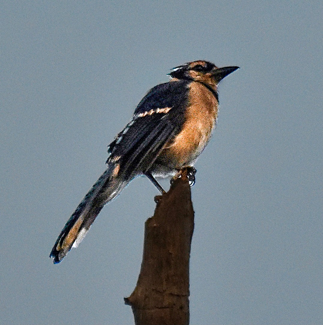 Blue Jay - ML620421607