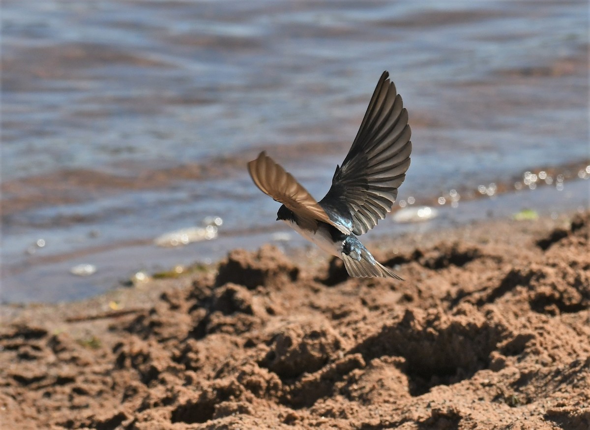Northern Rough-winged Swallow - ML620421613