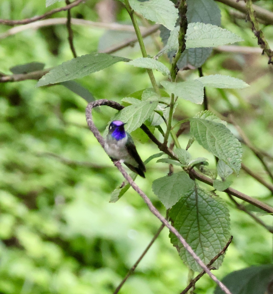 kolibřík fialovohlavý - ML620421618