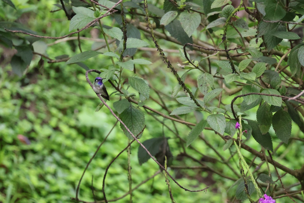 Фиолетовоголовый колибри - ML620421619