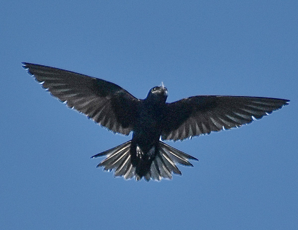 Golondrina Purpúrea - ML620421620