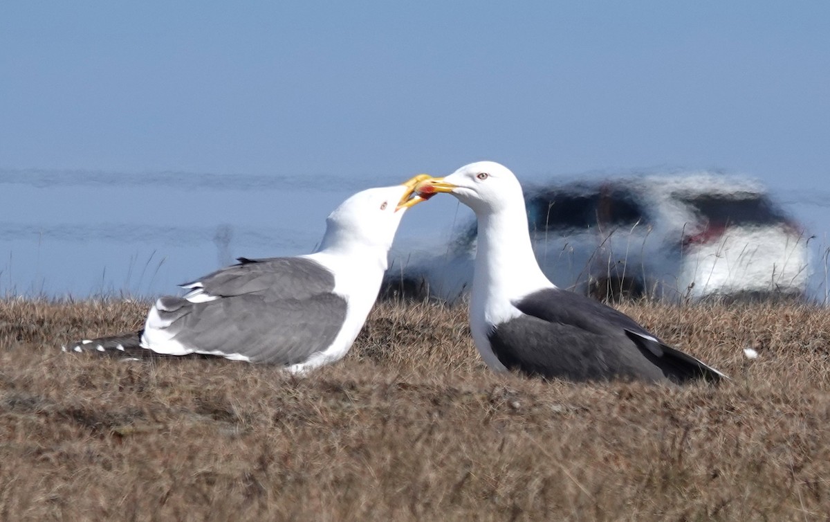 goéland ou mouette sp. - ML620421628