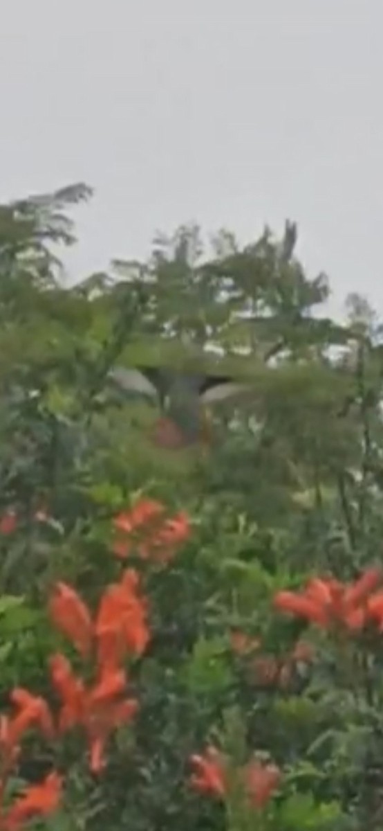 kolibřík tropický - ML620421635