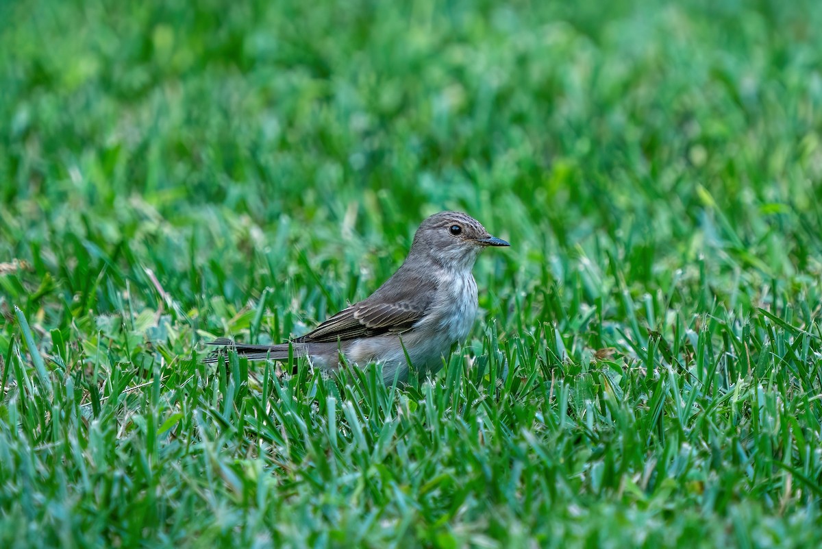 Spotted Flycatcher - ML620421642