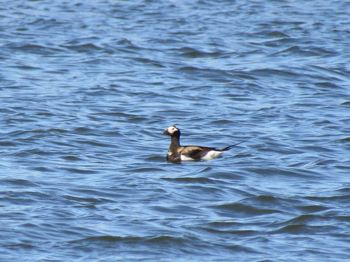 Long-tailed Duck - ML620421658