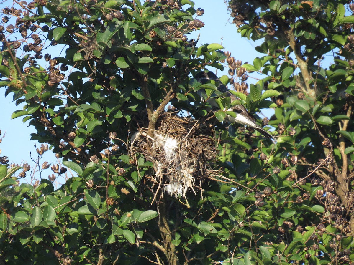 Eastern Kingbird - ML620421660