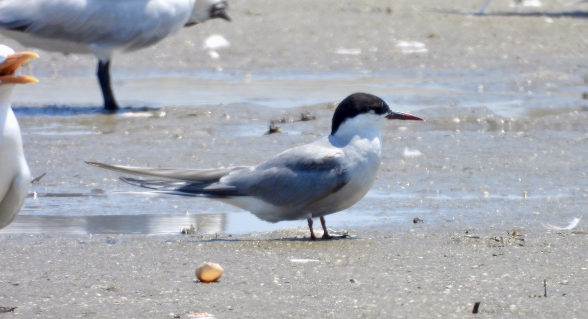 Arctic Tern - ML620421663