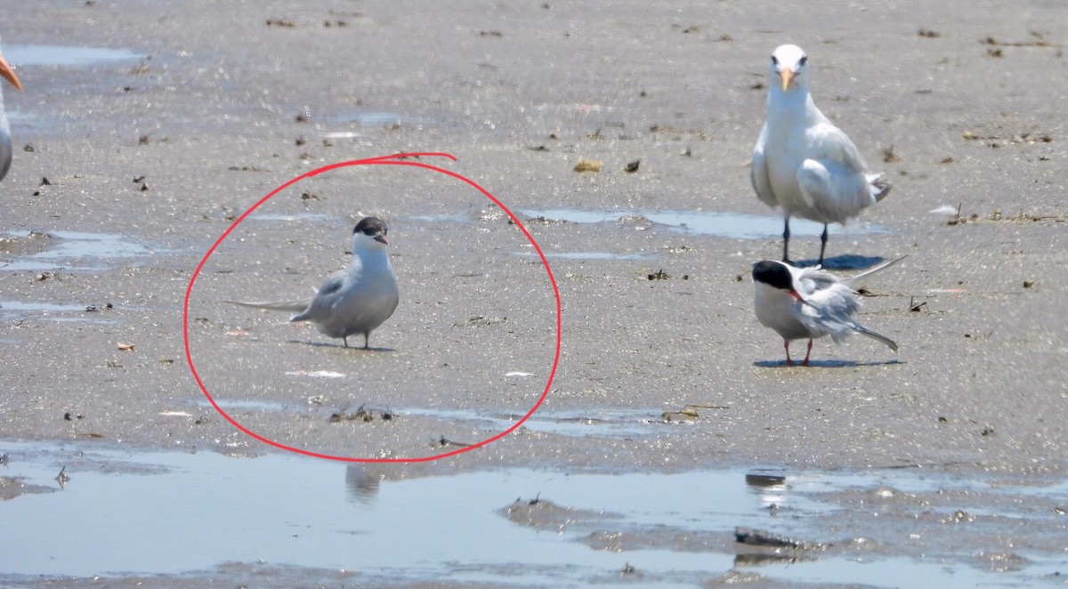 Arctic Tern - ML620421664