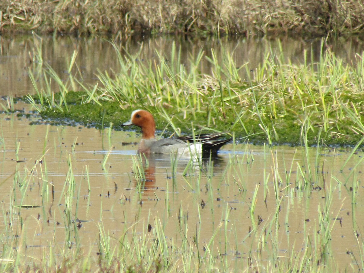 Eurasian Wigeon - ML620421668