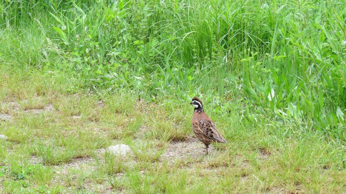 Northern Bobwhite - ML620421669