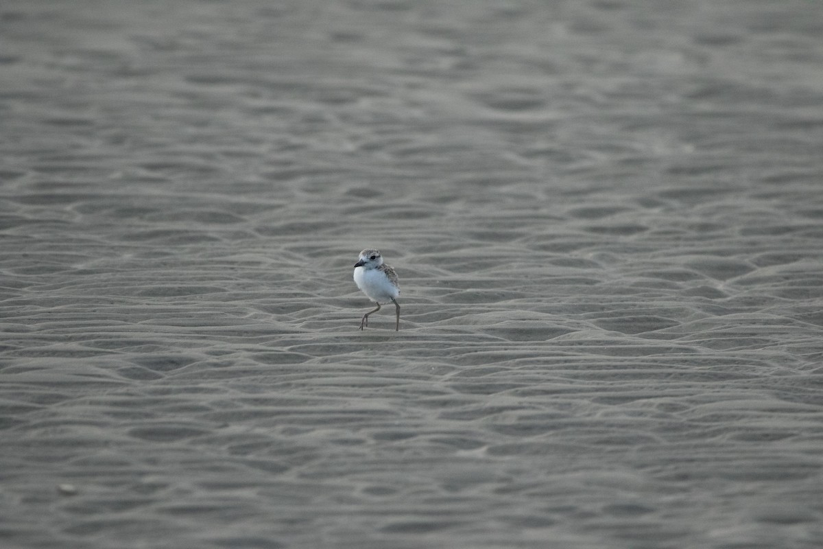 Wilson's Plover - ML620421677