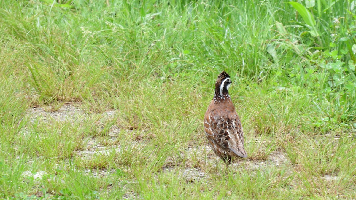 Northern Bobwhite - ML620421678