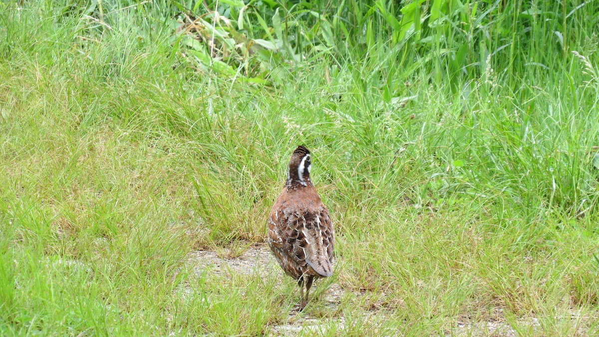 Northern Bobwhite - ML620421688