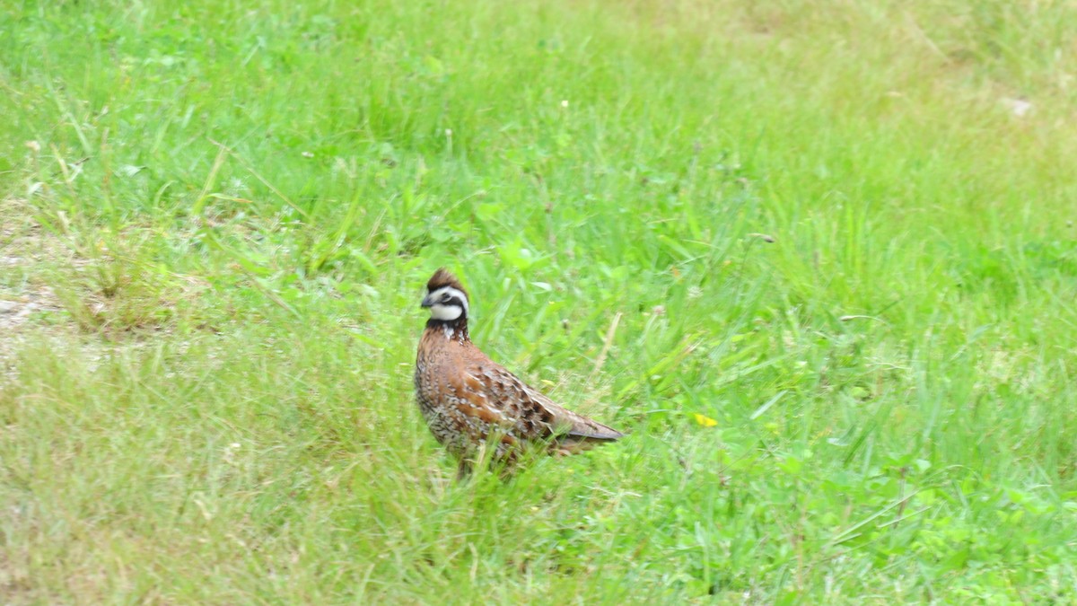 Northern Bobwhite - Janet Weisner