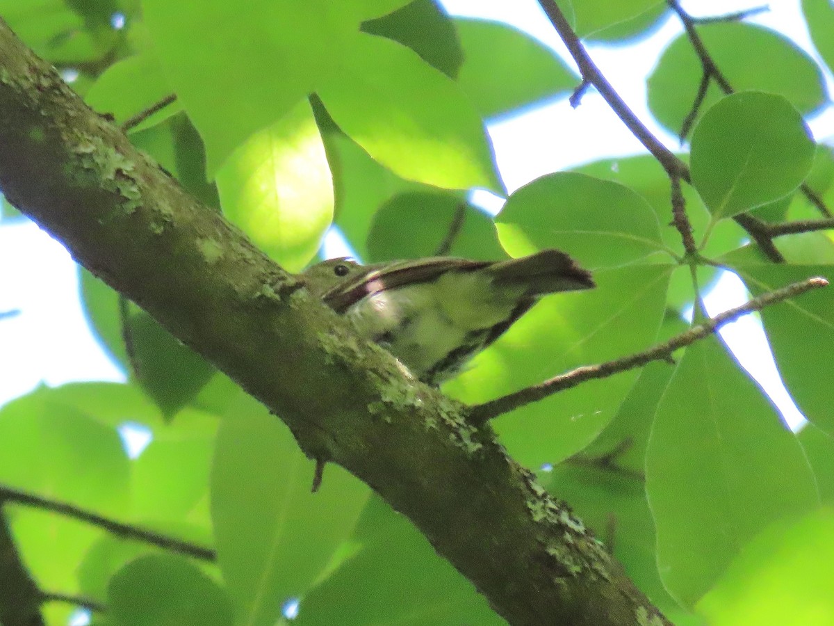 Acadian Flycatcher - ML620421698