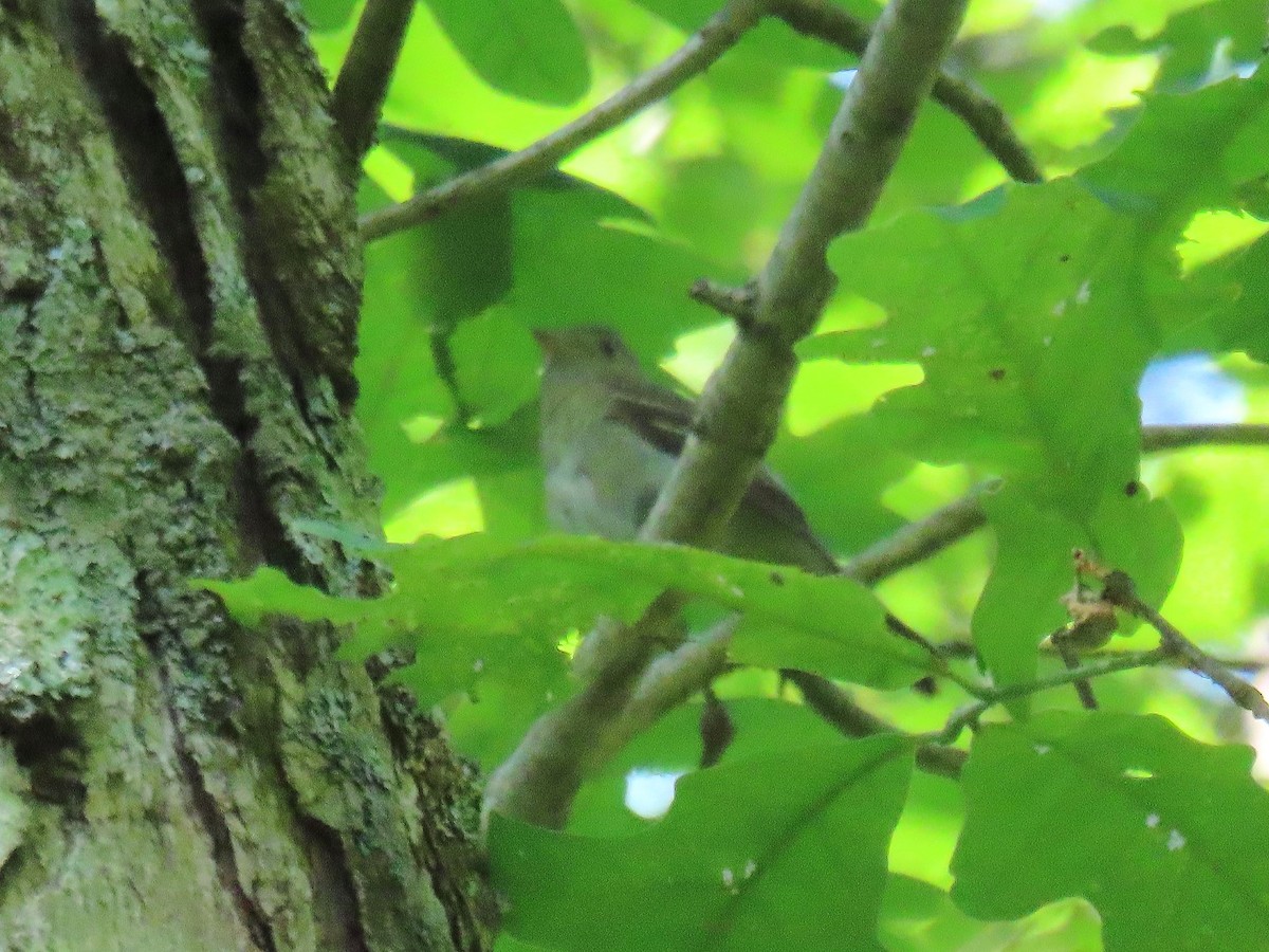 Acadian Flycatcher - ML620421700