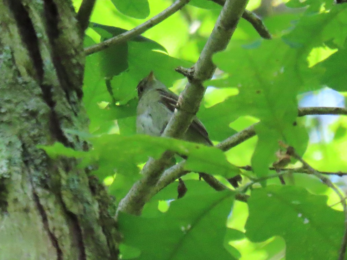 Acadian Flycatcher - ML620421701