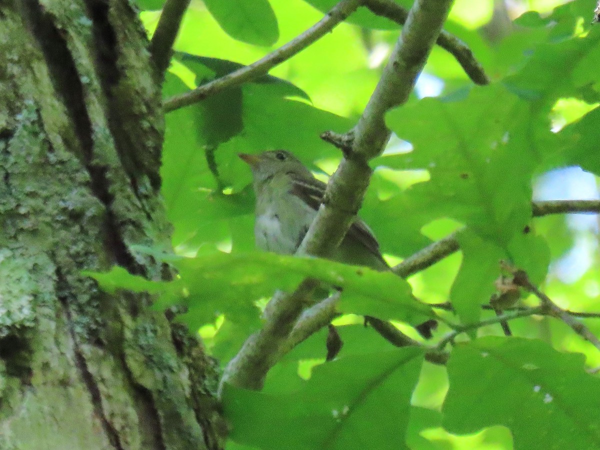 Acadian Flycatcher - ML620421702