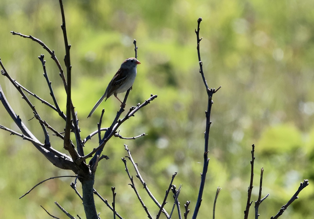 Field Sparrow - ML620421706