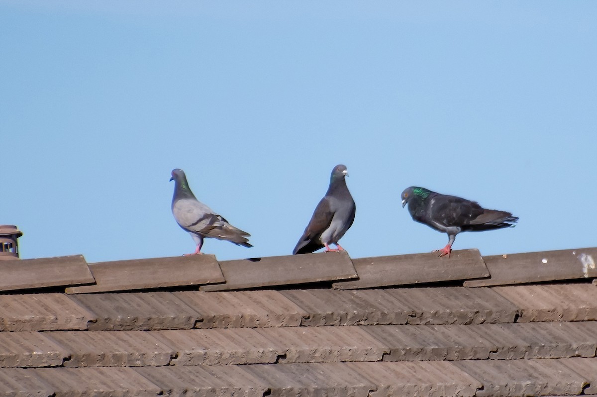 Rock Pigeon (Feral Pigeon) - ML620421708