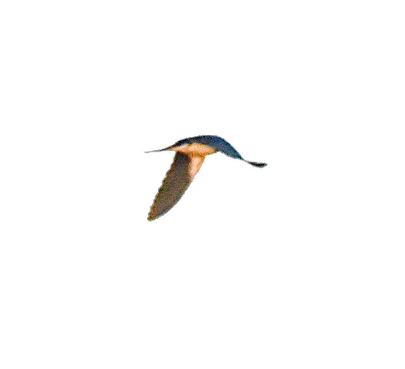 Barn Swallow - ML620421709