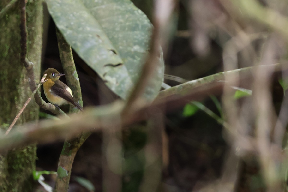 Sulphur-rumped Flycatcher - ML620421743