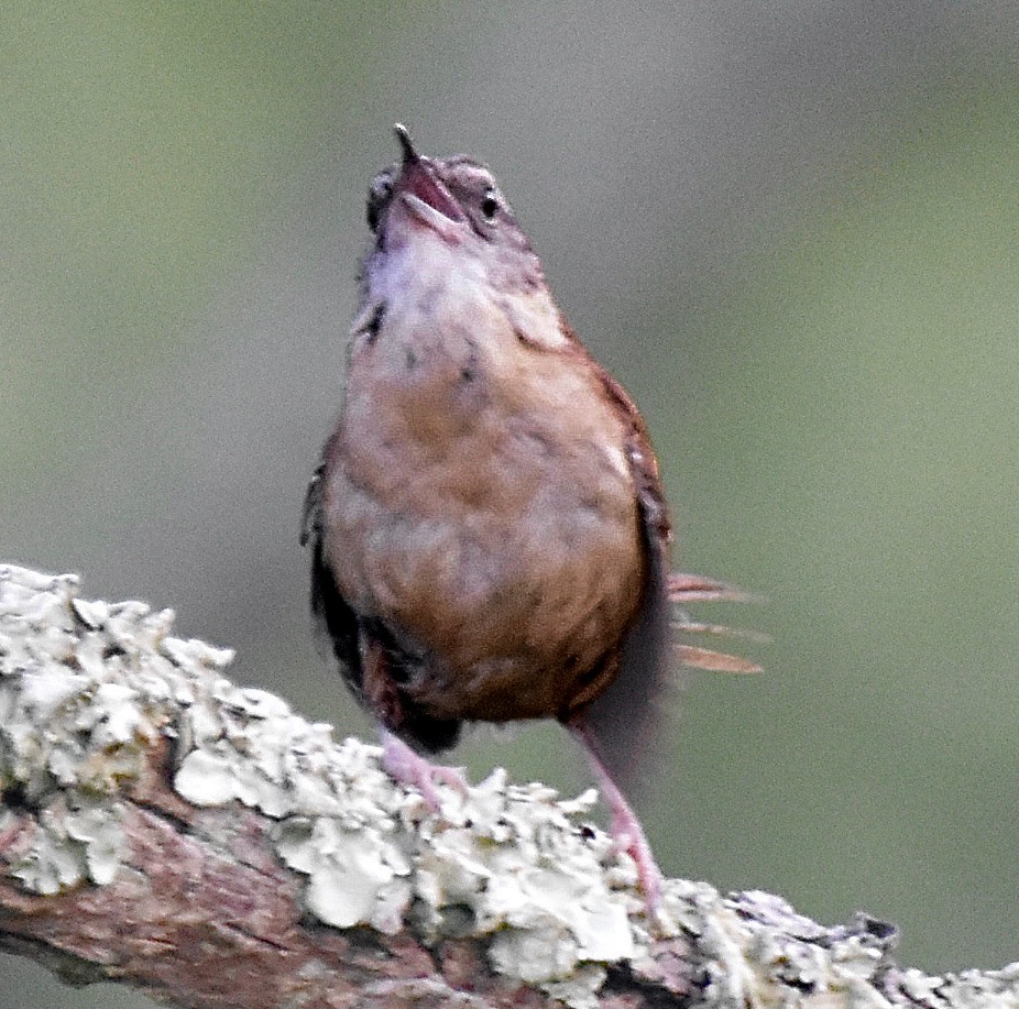 střízlík karolínský - ML620421751