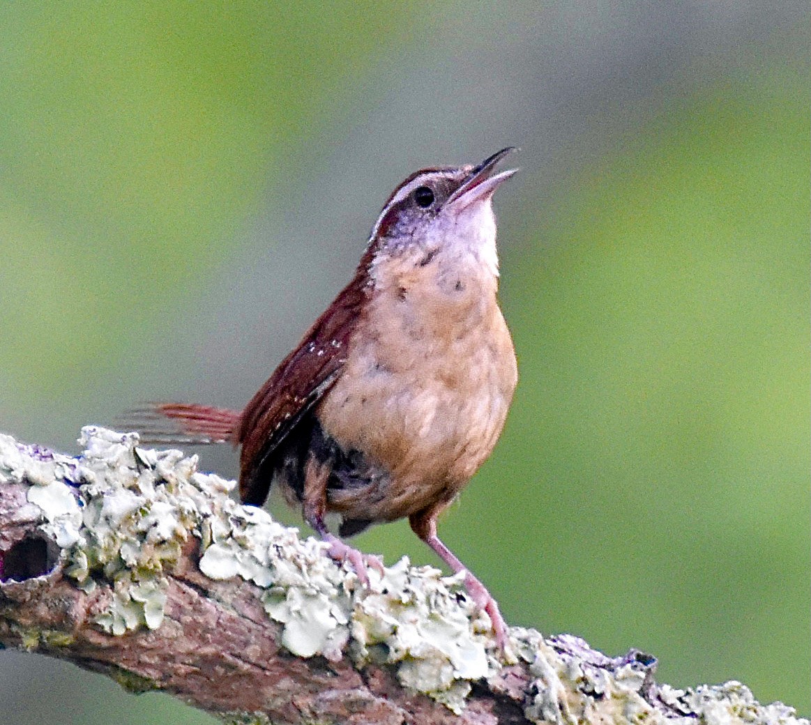 Carolina Wren - ML620421752