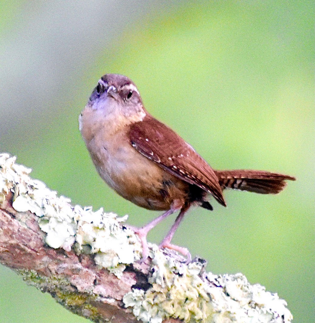 Carolina Wren - ML620421753