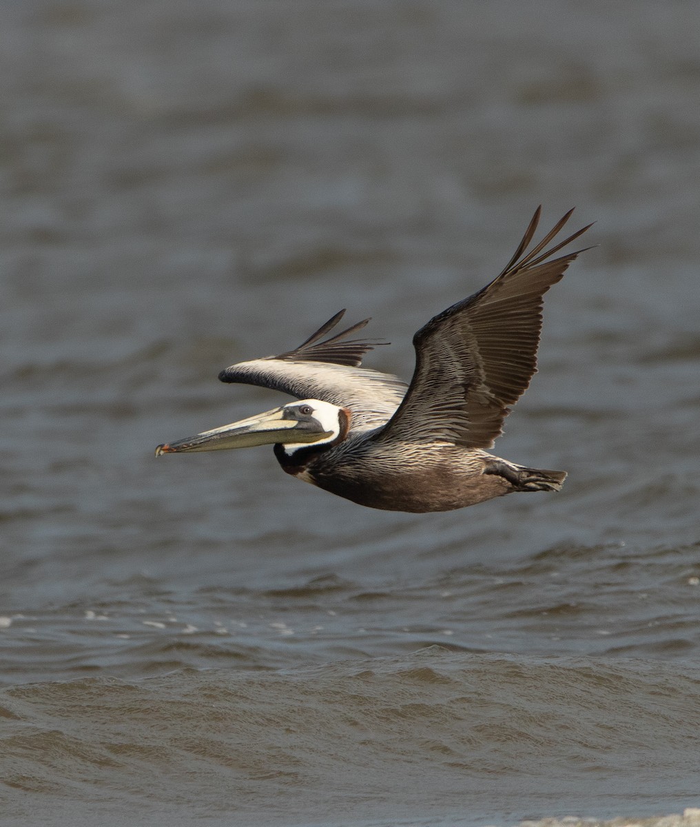 Brown Pelican - ML620421757