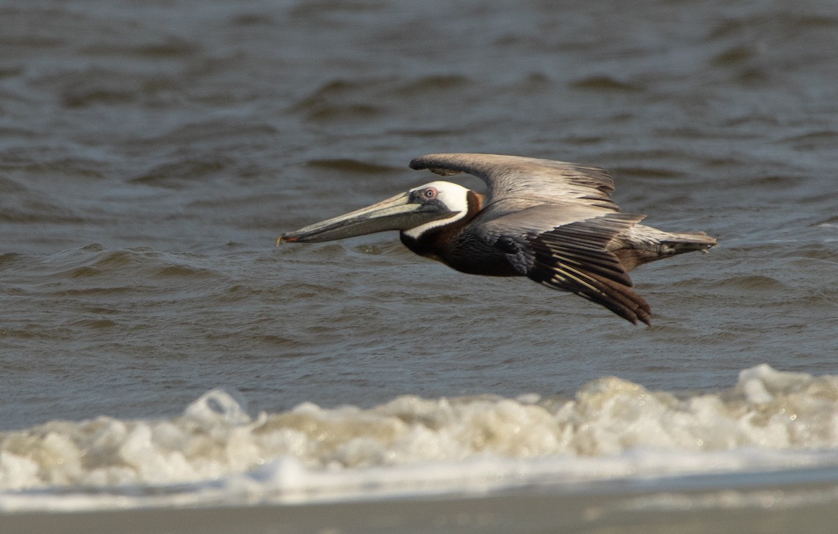 Brown Pelican - ML620421758