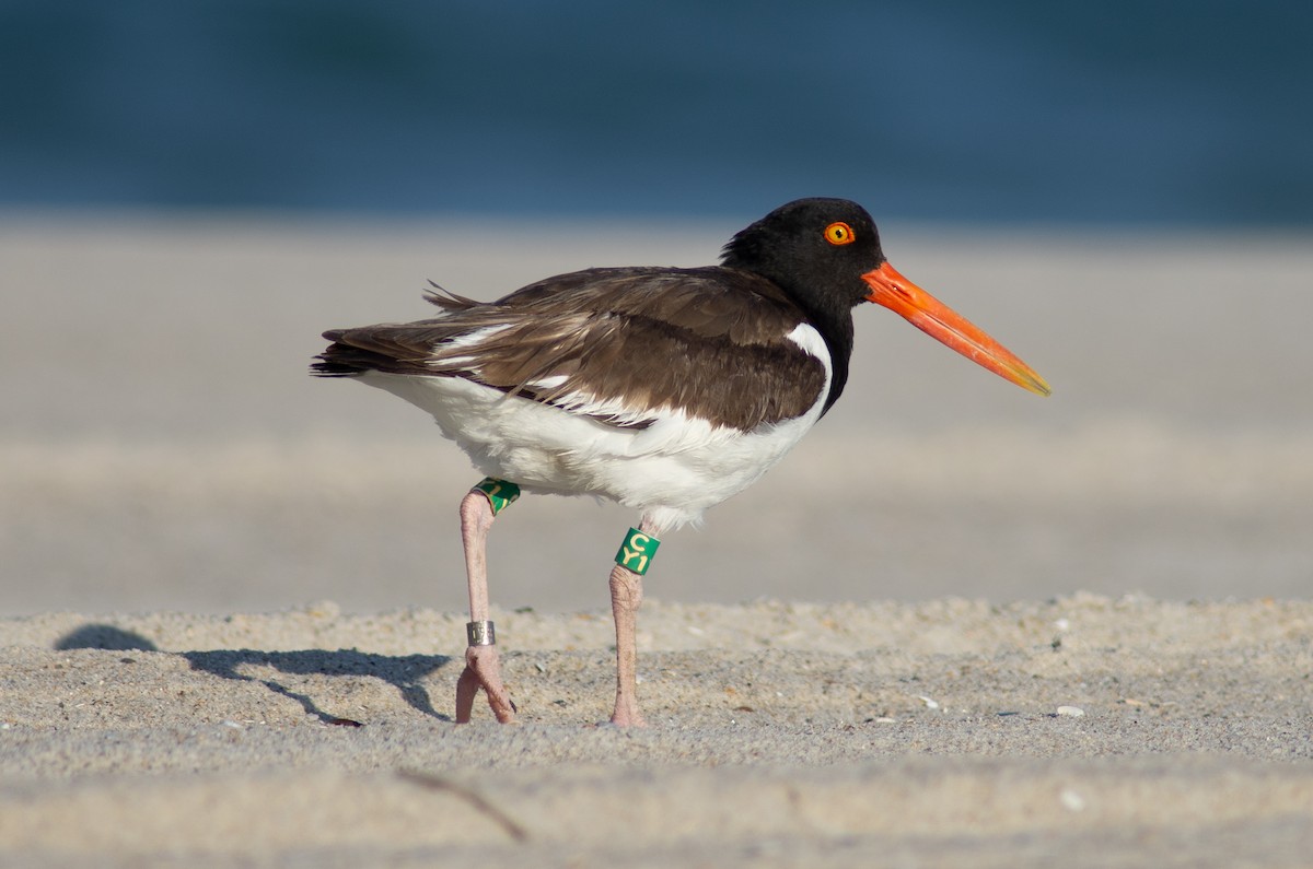 ústřičník americký - ML620421767