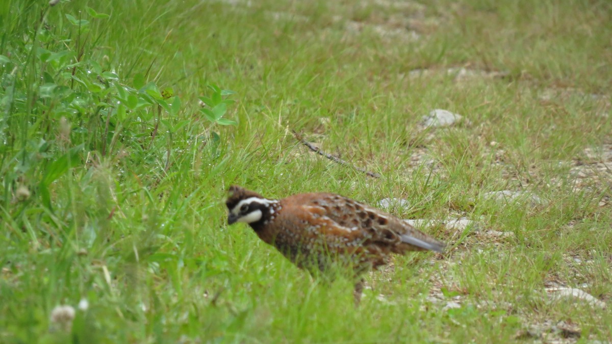 Northern Bobwhite - ML620421776