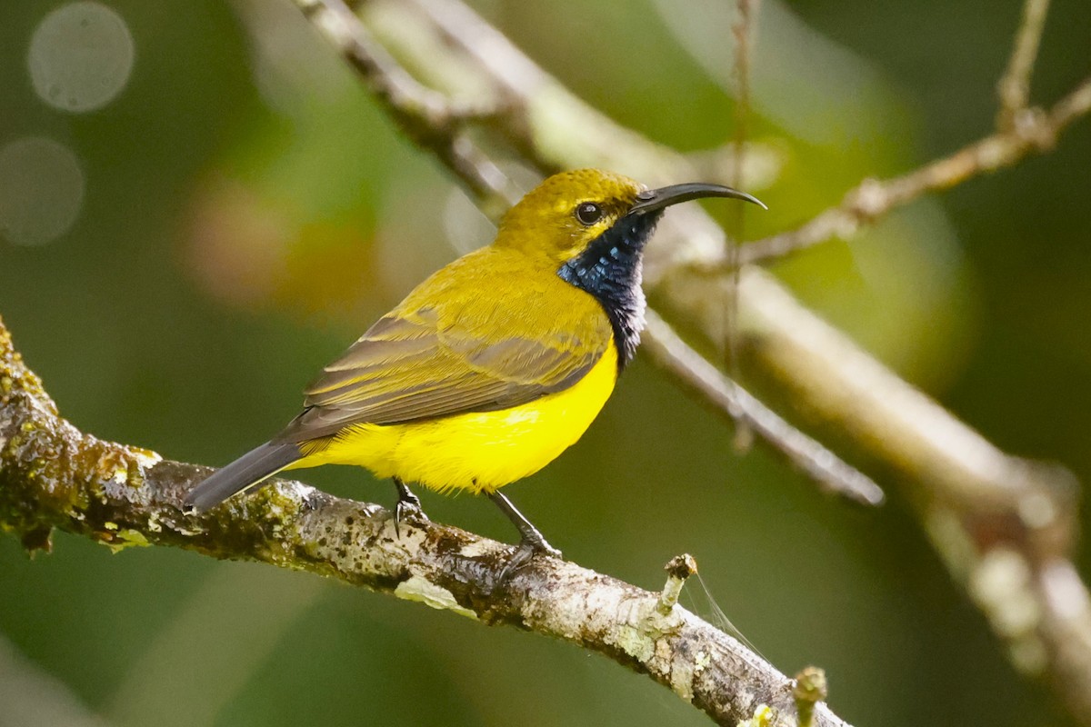 Sahul Sunbird - ML620421782