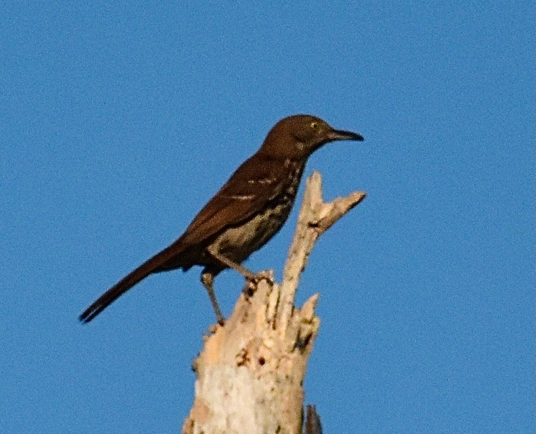 Brown Thrasher - ML620421815