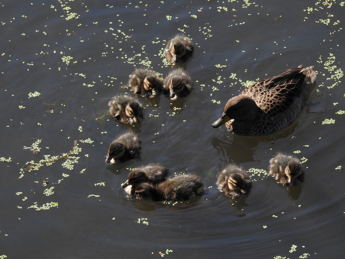 Yellow-billed Teal - ML620421872